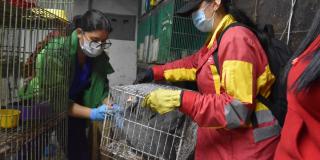202 animales recuperados en San Cristóbal recibirán atención integral 