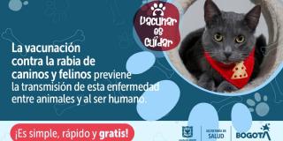 Jornadas de vacunación contra la rabia para perros y gatos en Bogotá