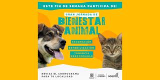 Jornadas de bienestar para perros y gatos en Bogotá. Domingo 27 marzo
