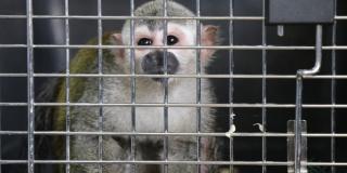 La Policía Ambiental rescató a un mico en un apartamento en Kennedy