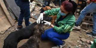 Distrito rescató 10 perros y 2 cachorros en el sector de Chicó sur
