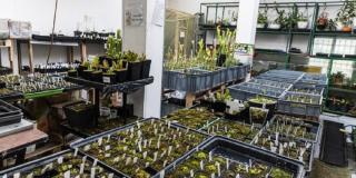 'Microempresa Local' impulsó proyecto plantas carnívoras de Bioespacio