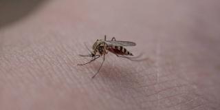 ¿Cómo evitar picadura de mosquitos si se viaja en Semana Santa? Salud 