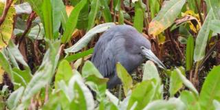 Garza azul, nueva ave migratoria vista en humedal El Burro de Bogotá