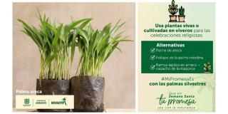 Alternativa para evitar uso de palma de cera en Semana Santa, Bogotá