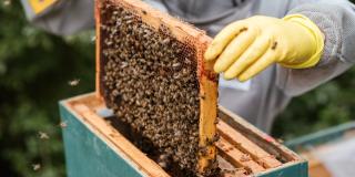 Convocatoria para Adopta un panal de abejas rescatadas en Bogotá 