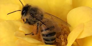 Conoce la primera clínica para panales de abejas rescatados en Bogotá