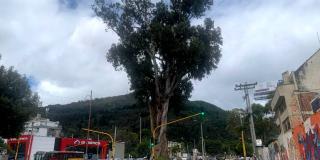 Secretaría de Ambiente intervendrá árbol eucalipto por riesgo. Usaquén