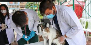 Puntos gratis vacunación contra la rabia perros y gatos San Cristobal