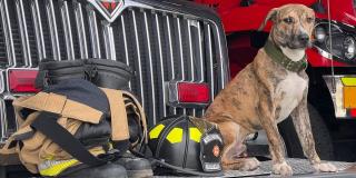 ‘Frailejón Ernesto Pérez’ el perro rescatado por los Bomberos Bogotá