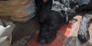 Rescate de un perro que quedó atrapado en la reja de una vivienda