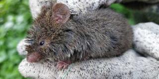 Un ratón arrocero fue registrado en el humedal Torca-Guaymaral
