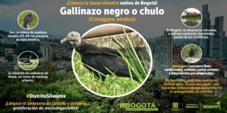 Datos sobre el chulo o gallinazo negro, se puede observar en Bogotá 