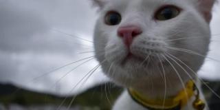 Cupos para jornada de esterilización animal gratuita en Bogotá 