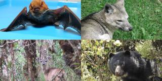 ¿Cuáles son los mamíferos de la fauna silvestre que viven en Bogotá?