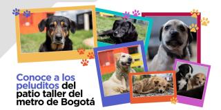  Mía, Tomy y Sacha, algunos de los 8 perros del patio taller del Metro de Bogotá