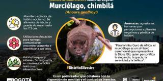 Murciélago chimbilá, que habita en Bogotá, es polinizador como abeja