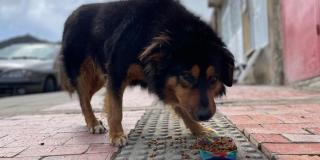 Hoy 27 de julio, Bogotá conmemora el Día mundial del perro callejero