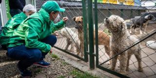 Gracias a la línea 123 fue rescatado canino en mal estado en Bogotá