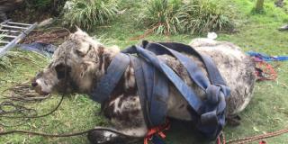 Bomberos de Bogotá salvaron la vida de una vaca que cayó en una zanja