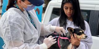 Vacunación gratuita para perros y gatos en Bogotá contra la rabia 