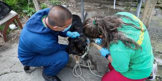 Distrito inició atención de perros de calle con cáncer en Bogotá