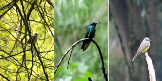 ¿Qué aves nativas y endémicas puedo encontrar en Bogotá?