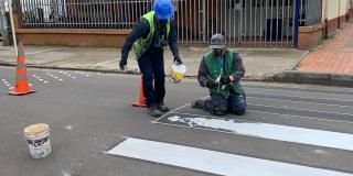 Comienza 'Cebratón' en Bogotá, en un día 105 cebras pintadas peatones