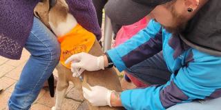 Recomendaciones para prevenir contagio de moquillo en perros en Bogotá