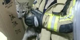 ¡Video! Bomberos rescataron a un zorro que estaba en casa en Bogotá