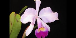 Orquídeas que te enamorarán en el Jardín Botánico en Amor y Amistad