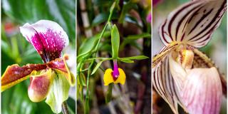 25 de septiembre último día de exposición de orquídeas Jardín Botánico