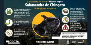 Secretaría de Ambiente invita a cuidar especie salamandra de Chingaza