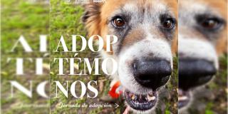 Adopta un perro o gato este domingo 16 de octubre en Bogotá 🐶 🐱