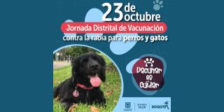Jornada Distrital de Vacunación contra la rabia. Domingo 23 de octubre