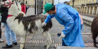 Distrito rescató 13 perros en malas condiciones de presunto criadero en Bogotá