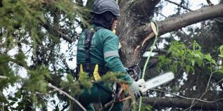 Distrito atiende emergencia e interviene 124 árboles en La Calera