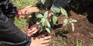 Distrito ha sembrado más de 330.000 árboles por todo Bogotá 🌳