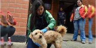 Distrito atendió tres casos de presunto maltrato animal en Bogotá