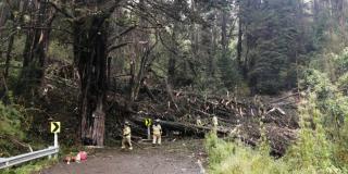 Camino Guadalupe Aguanoso estará cerrado por caída de árboles 