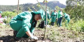 Distrito sembró 520 árboles en localidades de San Cristóbal y Engativá