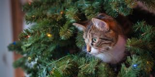 Recomendaciones para que los gatos se alejen del árbol de Navidad