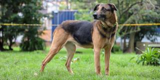 Jornada de adopción de perros y gatos en plaza La Santamaría 