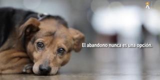 Video: recomendaciones para cuidar a tu perro en estas vacaciones