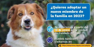 ¿Dónde se pueden adoptar perros y gatos aquí en Bogotá? Te contamos