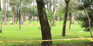 ¿Qué hacer en caso de ver árboles en riesgo de caer en Bogotá?