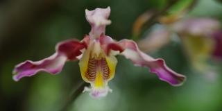 Orquídea que sobrevivió al huracán Iota florece en el Jardín Botánico