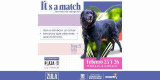 Jornada de adopción de animales en Bogotá este 25 y 26 de febrero