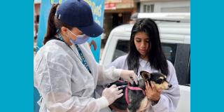 Dónde vacunar gratis contra la rabia a mi perro o gato en Bogotá 2023