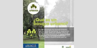 Distrito anuncia 21 áreas para crear bosques urbanos en Bogotá 2023 
